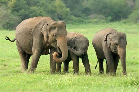 : Elephant ChiangMai Thailand Elephant Sanctuary Ethical Elephant