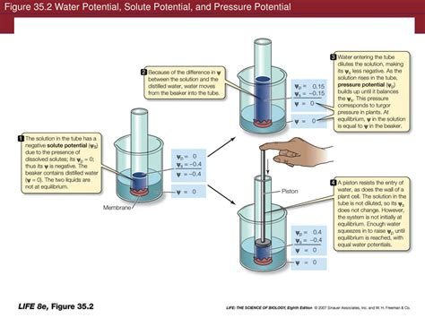 PPT - Lecture 7 Movement across membranes Dr. Angelika Stollewerk ...