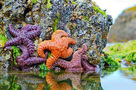 Image result for Tidal Pool Creatures