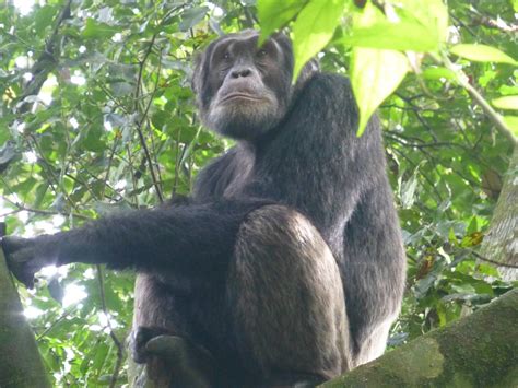 UGANDA SAFARI COMPANY (2026) All You Need to Know BEFORE You Go (with ...