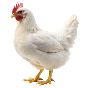 Image result for Hen Design Algorithm