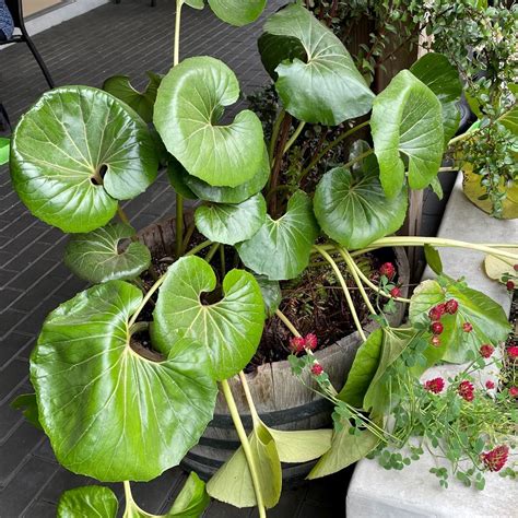 Farfugium japonicum 'Gigantea' - Giant Leopard Plant (4.5" Pot ...