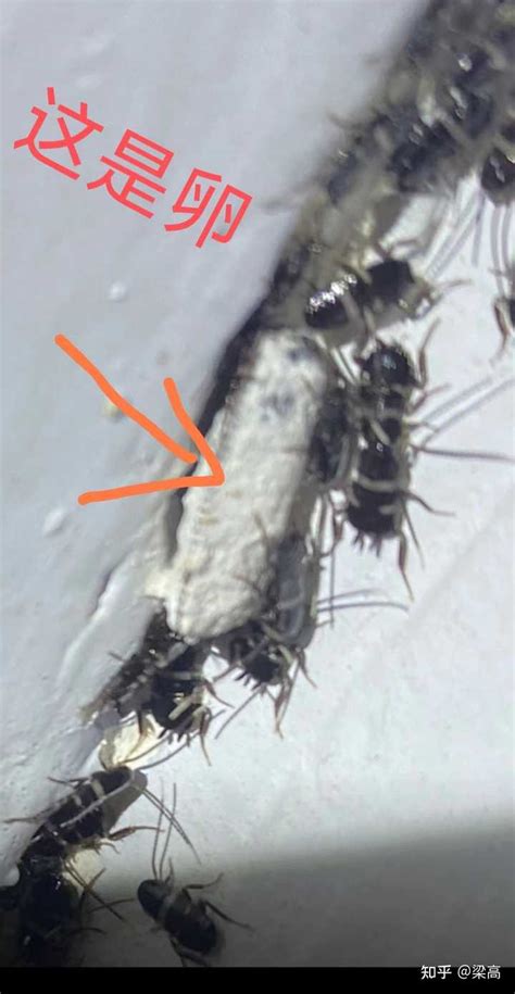 请问这个是什么像蟑螂一样的小虫子但是比蟑螂小? - 知乎