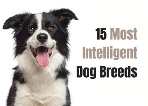 Everyone loves a smart pooch but which dog breeds are actually the most ...