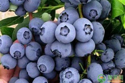 北方适合种哪个品种的蓝莓树？ - 惠农网
