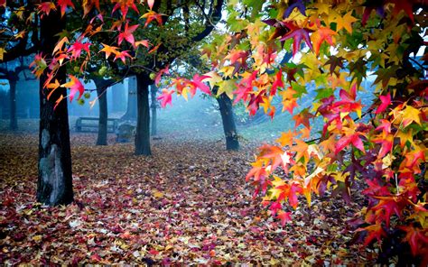 view, Lovely, Fall, Leaves, Bench, Magic, Autumn, Splendor, Beautiful, Trees, Peaceful, Colorful ...