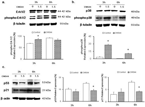 The Selective Acetamidine-Based iNOS Inhibitor CM544 Reduces Glioma ...