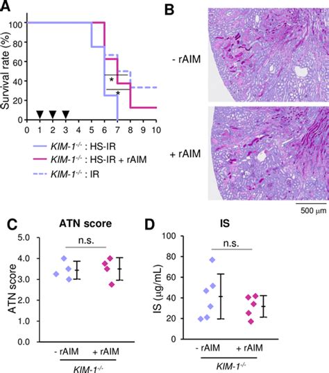 Image result for HepG2 Intraperitoneal Injection