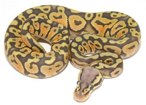 Image result for Spider True Ghost Ball Python