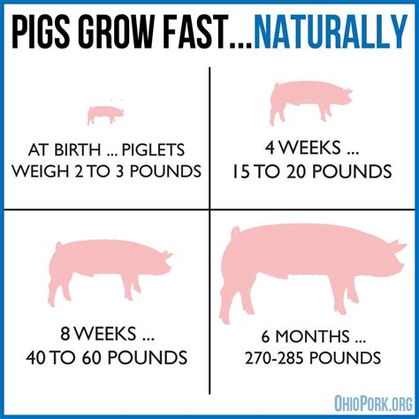 Pigs grow fast naturally! A hog can be full grown at 5-6 months of age ...