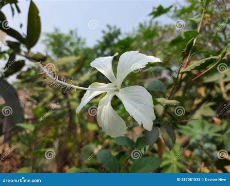 Amazing Macro Picture White Hibiscus Flowers, Hibiscus White is One of ...