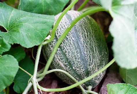 Companion Planting For Cantaloupe: Your Guide To A Thriving Garden In 2024