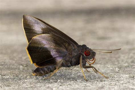 Gangara lebadea lebadea | Butterfly