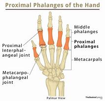 Image result for proximal