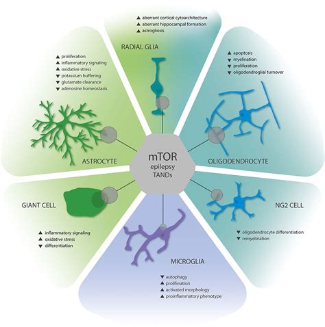 Frontiers | Tuberous Sclerosis Complex as Disease Model for ...