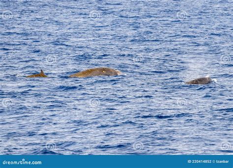 Rare Cuvier Goose Beaked Whale Dolphin Ziphius Cavirostris Stock Photo ...