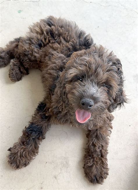 Image result for Cockapoo Puppy