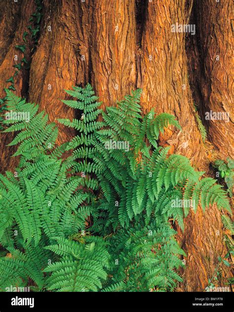 Leonard Buck Gardens Nj