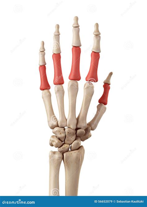 The Proximal Phalanx Bones Stock Illustration - Image: 56652079