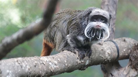 2 Monkeys Are Apparently Taken From Dallas Zoo in Latest Bizarre ...