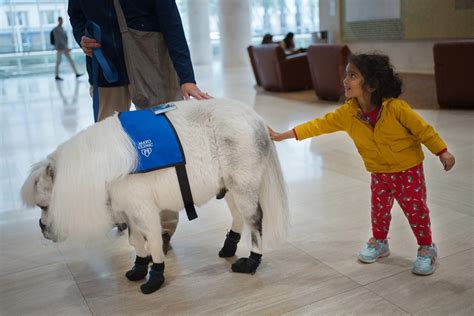 Meet Munchkin, Mayo Clinic Hospital's first equine therapy animal