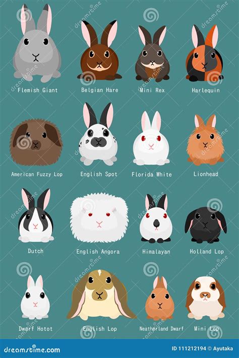 A Complete Guide To The Best Rabbit Breeds Rabbit Breeds
