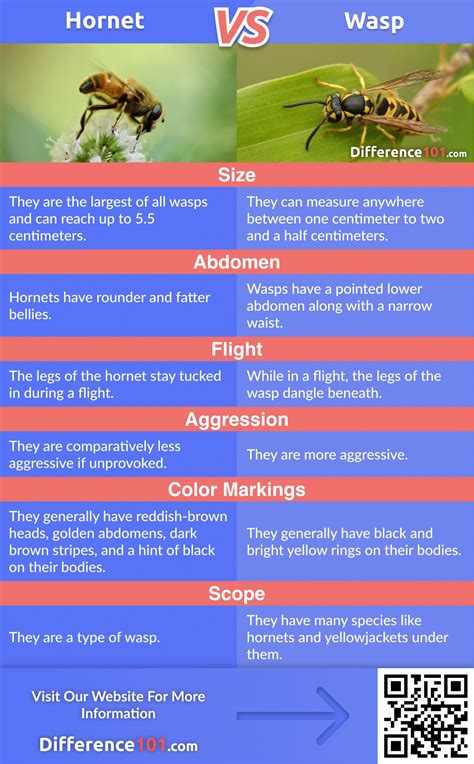 Hornet vs. Wasp: Key Differences, Pros & Cons, FAQ | Difference 101