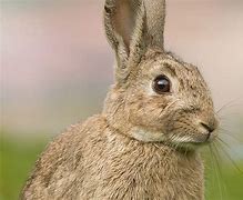 Image result for Wild Rabbit Australia