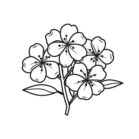Black And White Drawing Of Flowers Outline Sketch Vector, Sakura ...