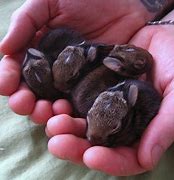 Image result for Wild Baby Bunnies Care