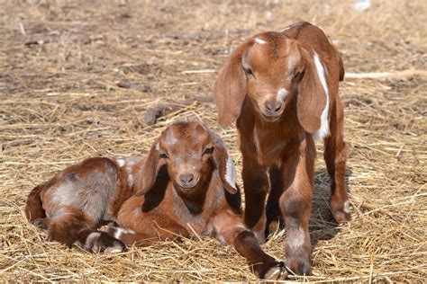 Image result for Goat Record Keeping Program