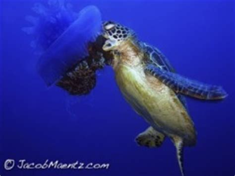 Loggerhead Turtle Predators 的图像结果