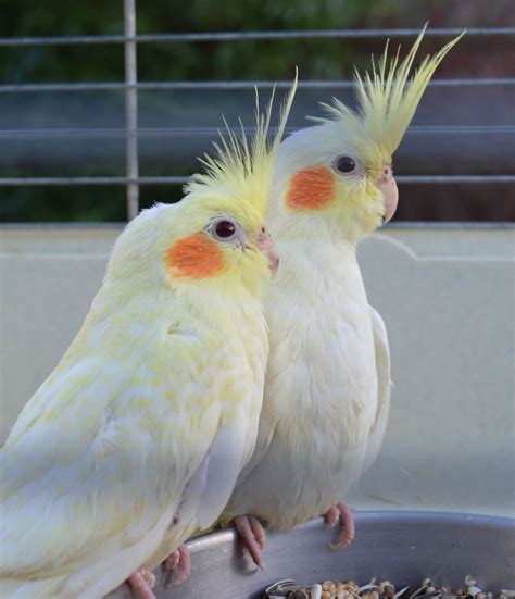 Young Vs Old Cockatiel: Which Bird Is Right For You?