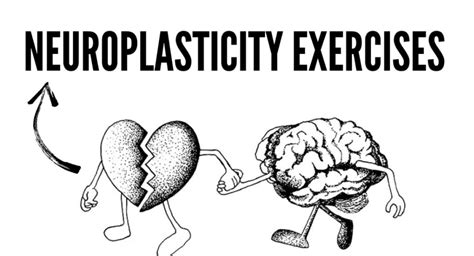 Image result for Neuroplasticity Exercises