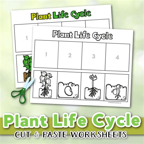 Life Cycle Of A Plant Printable Worksheet