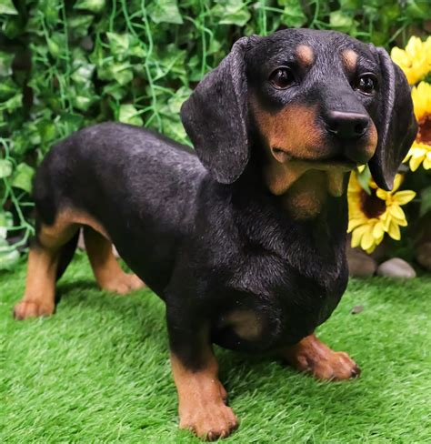 All Black Dachshund Dogs