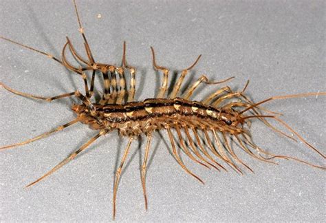 Centipede and Millipede Bites - Injuries; Poisoning - MSD Manual ...