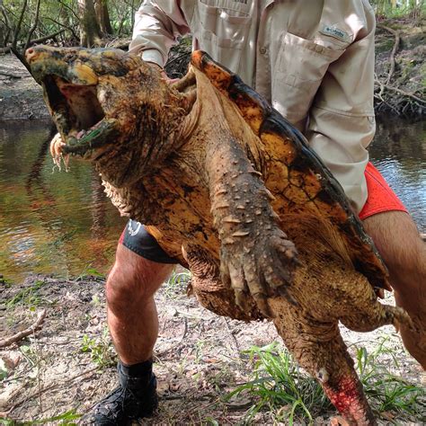 Snapping Turtle Hunting 的图像结果