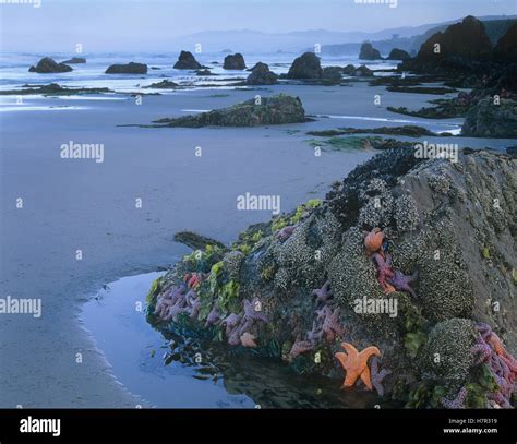 Ochre Sea Star (Pisaster ochraceus) group attached to rock at low tide, Miwok Beach, Sonoma ...