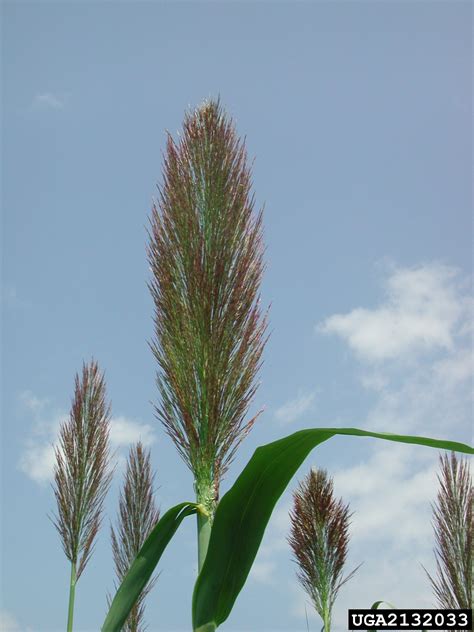giant reed (Arundo donax)