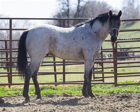 Buckskin Roan Horse