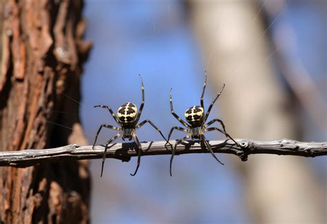 Joro Spiders in Georgia: Everything You Need to Know