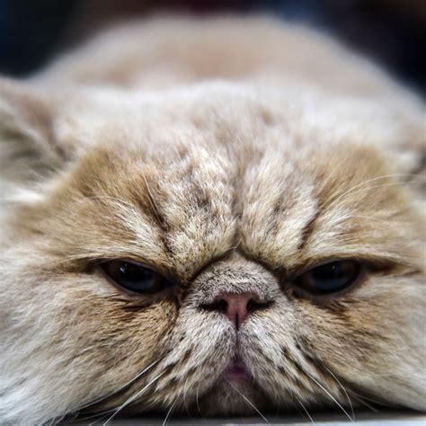 Grumpy Cat Breed Kittens