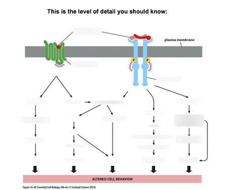 Image result for Cell Signaling Process