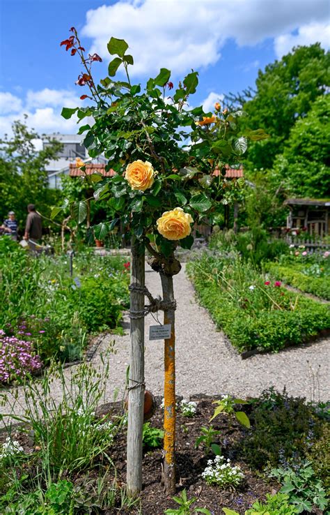 Rose Amber Queen - Rosa Amber Queen günstig kaufen