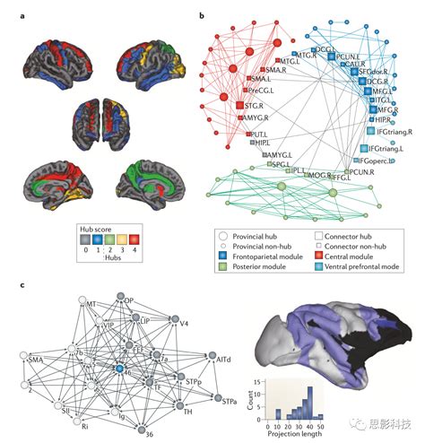 Nature Reviews Neuroscience：脑网络组织的经济性_思影科技的博客-CSDN博客_脑网络动力学