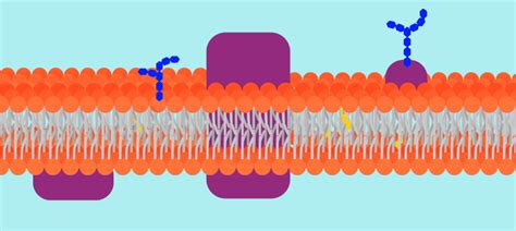 Image result for Crash Course Cell Structure