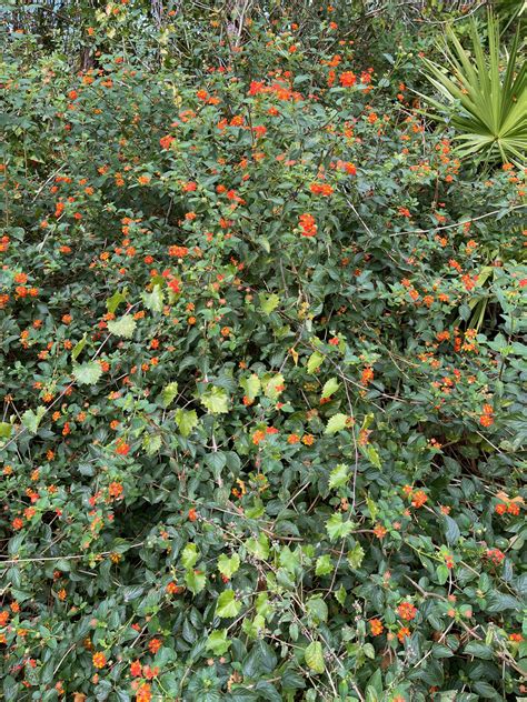 Lantana camara (Verbenaceae) image 240279 at PhytoImages.siu.edu