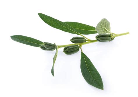 Image result for Sesame Stret Tree