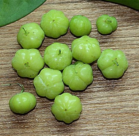 The Earth of India: All About Star Gooseberry (Phyllanthus acidus)